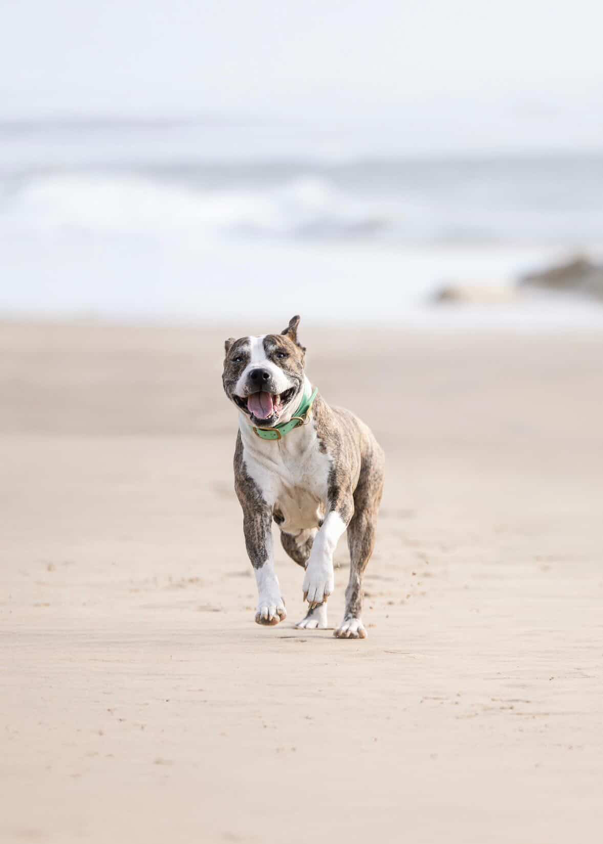 Chien soutenu par le Refuge Canin Solidaire